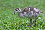 young Egyptian goose