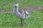 young Egyptian goose