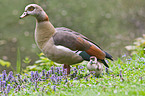 Egyptian geese