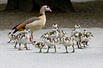 Egyptian geese