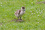 young Egyptian goose