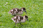 young Egyptian geese