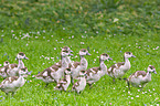 young Egyptian geese