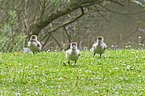 young Egyptian geese