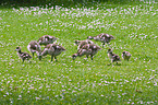 young Egyptian geese