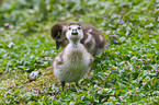 young Egyptian geese