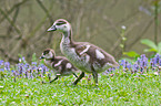 young Egyptian geese