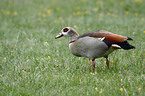 Egyptian goose