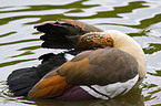 Egyptian goose