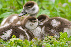 young Egyptian geese