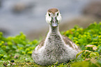 young Egyptian goose