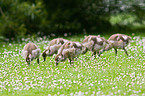 young Egyptian geese