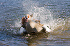 Egyptian goose