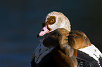 Egyptian goose