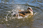 Egyptian goose