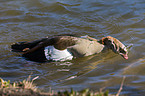 Egyptian goose