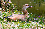 Egyptian goose