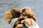 Egyptian goose