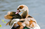 Egyptian goose