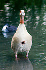 Egyptian goose