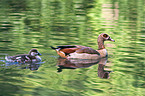 Egyptian geese