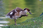 young Egyptian goose
