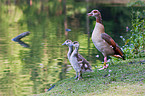 Egyptian geese