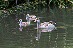 Egyptian geese