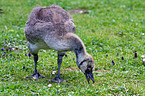 young Egyptian goose