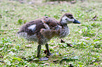 young Egyptian goose