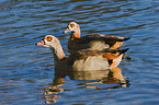 Egyptian geese