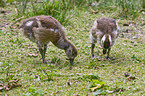 youngEgyptian geese
