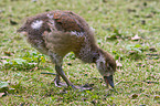 young Egyptian goose