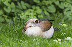 Egyptian goose