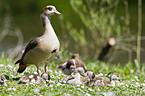 Egyptian geese