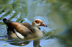 Egyptian goose