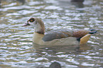 Egyptian goose