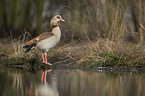 Egyptian goose