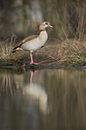 Egyptian goose