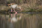 Egyptian goose