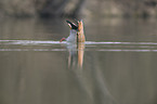 Egyptian goose