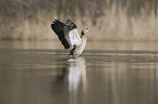 Egyptian goose