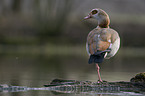 Egyptian goose