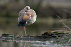 Egyptian goose