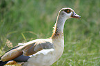 Egyptian goose