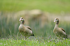 Egyptian geese