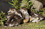 young Egyptian geese