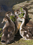 young Egyptian geese