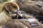 Egyptian goose