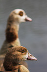 Egyptian geese